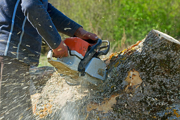 Best Tree Root Removal  in Jay, OK